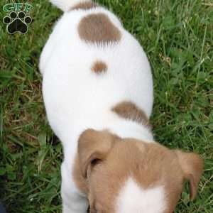 Pretzel, Jack Russell Mix Puppy