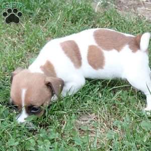 Pansy, Jack Russell Mix Puppy