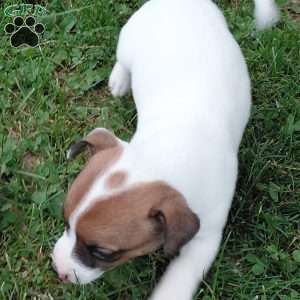 peearl, Jack Russell Mix Puppy