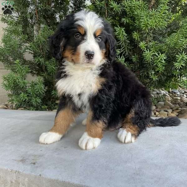 Deigo, Bernese Mountain Dog Puppy
