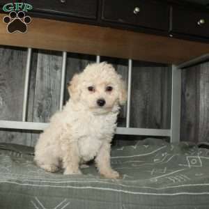 Colby, Miniature Poodle Puppy