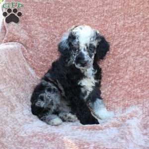 Rocky, Toy Poodle Puppy