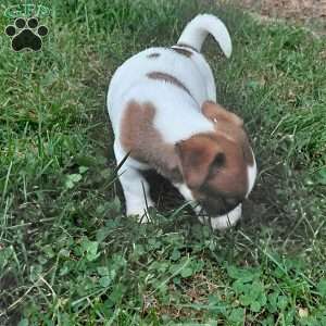 Pretzel, Jack Russell Mix Puppy