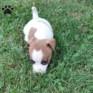 Pretzel, Jack Russell Mix Puppy