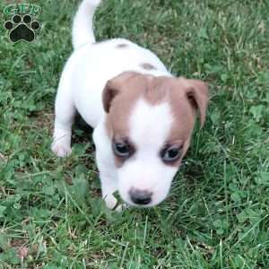 Pretzel, Jack Russell Mix Puppy
