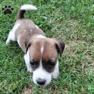 Polly, Jack Russell Mix Puppy