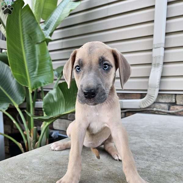Brittany, Great Dane Puppy