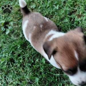 Polly, Jack Russell Mix Puppy
