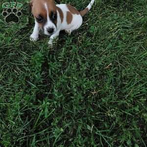Pansy, Jack Russell Mix Puppy