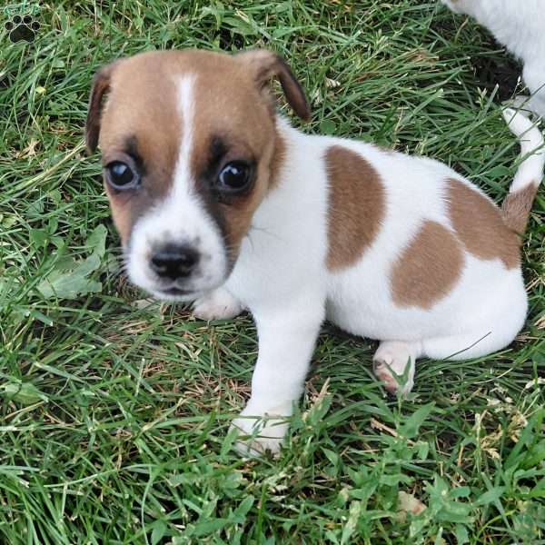Pansy, Jack Russell Mix Puppy