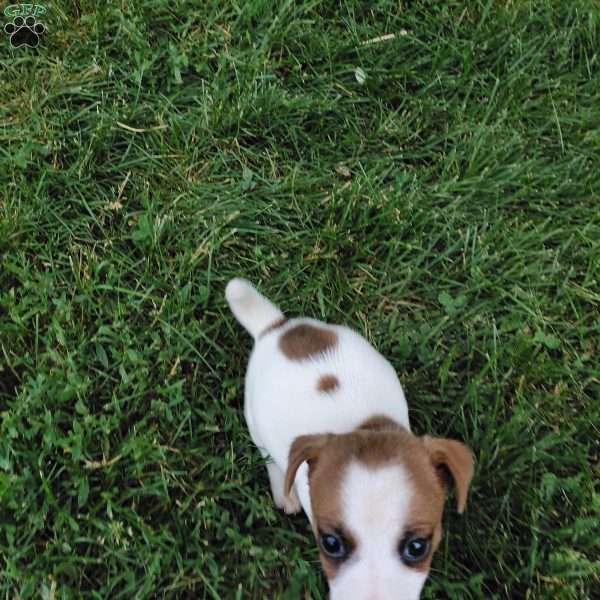 Pretzel, Jack Russell Mix Puppy