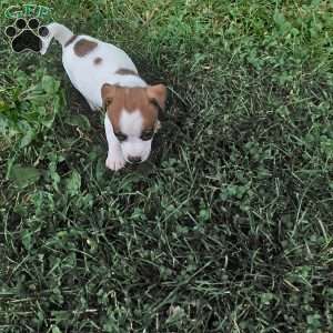 Pretzel, Jack Russell Mix Puppy