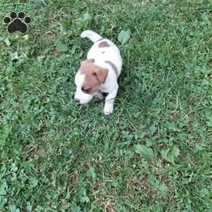 Pretzel, Jack Russell Mix Puppy