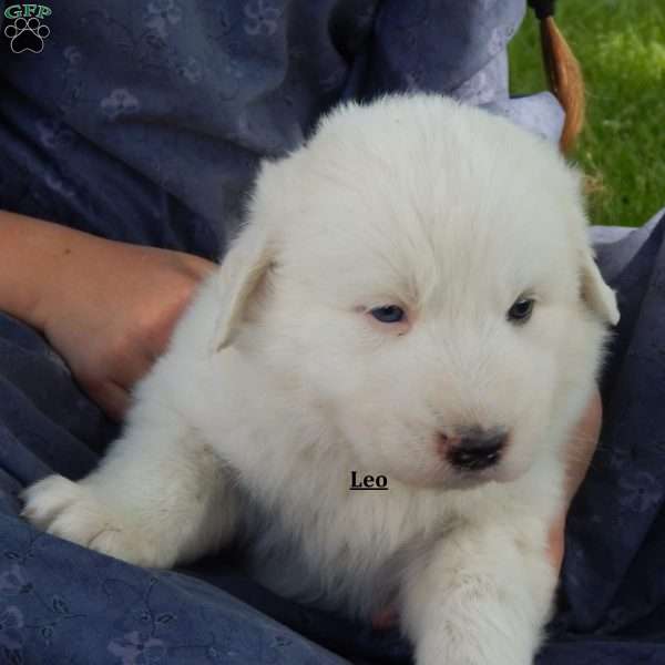 Leo, Great Pyrenees Puppy