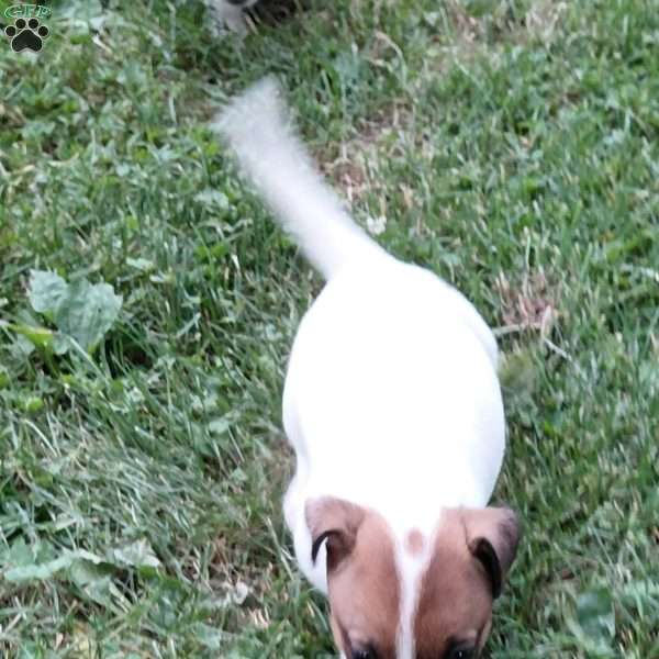 peearl, Jack Russell Mix Puppy