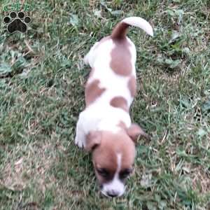 Pansy, Jack Russell Mix Puppy