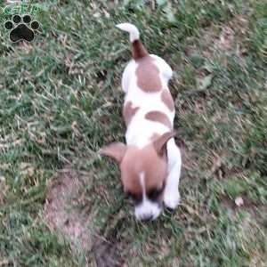 Pansy, Jack Russell Mix Puppy