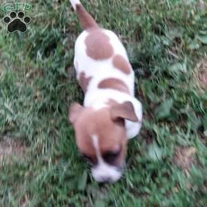 Pansy, Jack Russell Mix Puppy