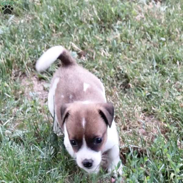 Polly, Jack Russell Mix Puppy