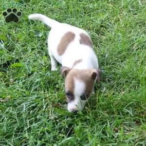 patty, Jack Russell Mix Puppy