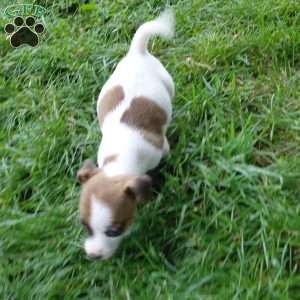 patty, Jack Russell Mix Puppy