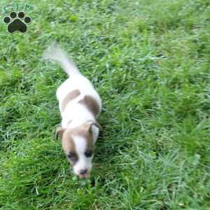 patty, Jack Russell Mix Puppy