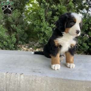 Hudson, Bernese Mountain Dog Puppy