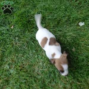 patty, Jack Russell Mix Puppy