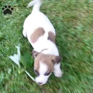 patty, Jack Russell Mix Puppy