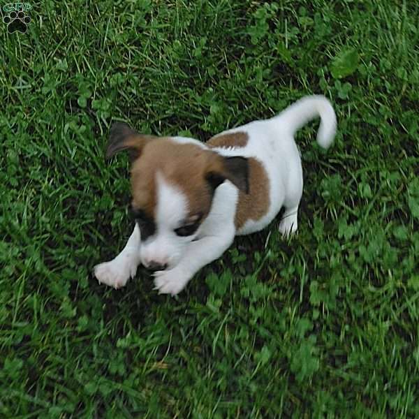 patty, Jack Russell Mix Puppy