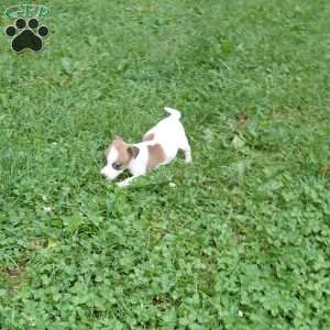 patty, Jack Russell Mix Puppy