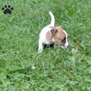 patty, Jack Russell Mix Puppy