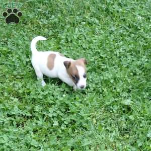 patty, Jack Russell Mix Puppy