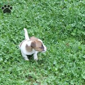patty, Jack Russell Mix Puppy
