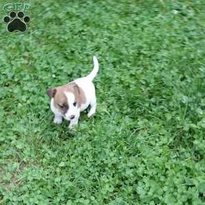 patty, Jack Russell Mix Puppy