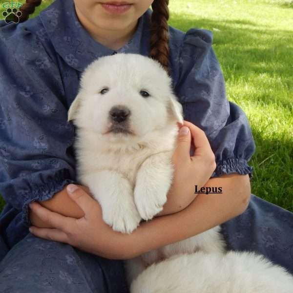 Lepus, Great Pyrenees Puppy