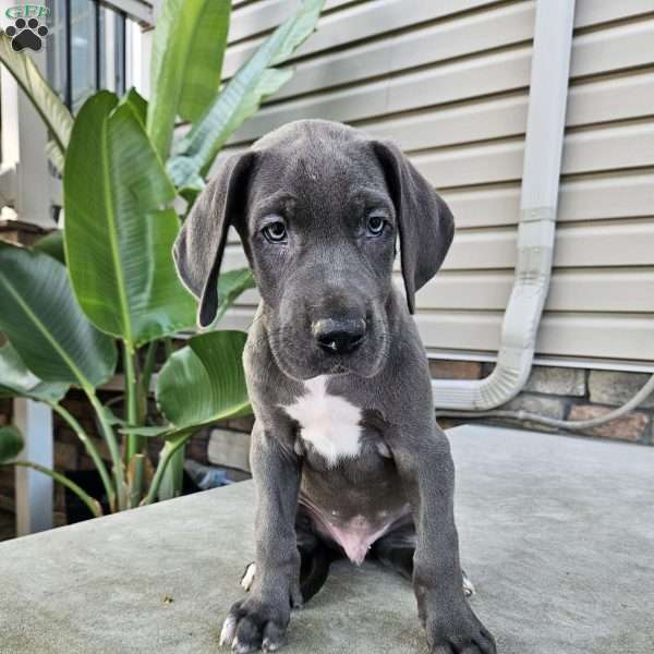 Blaine, Great Dane Puppy