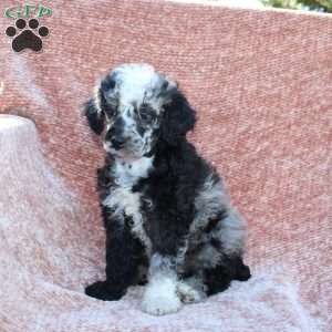 Rocky, Toy Poodle Puppy