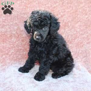 Rosie, Toy Poodle Puppy