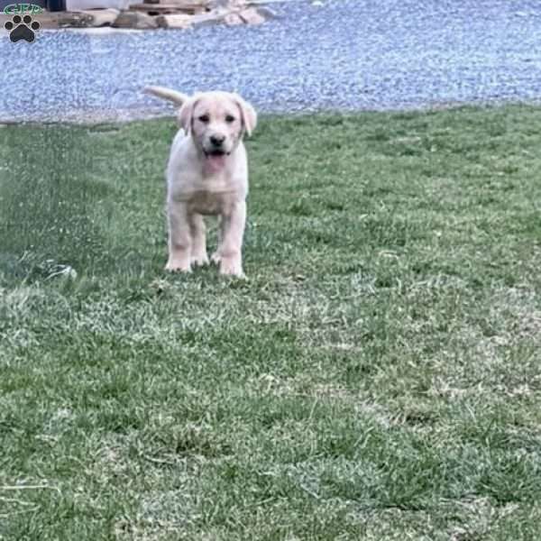 Bailey, Yellow Labrador Retriever Puppy