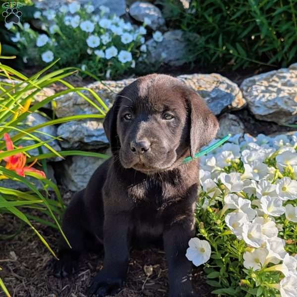 Tasha, Black Labrador Retriever Puppy