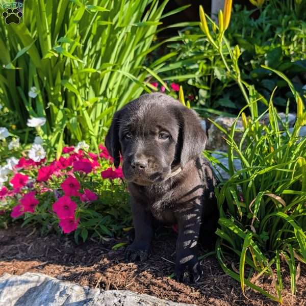 Tammy, Black Labrador Retriever Puppy
