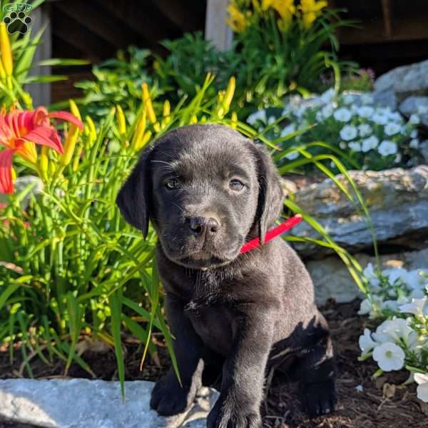 Twinkles, Black Labrador Retriever Puppy