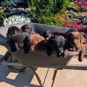 Tasha, Black Labrador Retriever Puppy