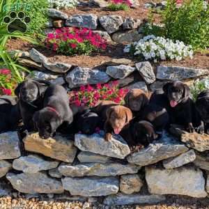 Tammy, Black Labrador Retriever Puppy