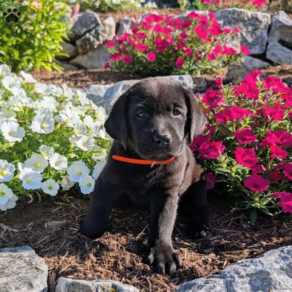 Twila, Black Labrador Retriever Puppy