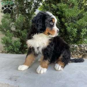 Deigo, Bernese Mountain Dog Puppy