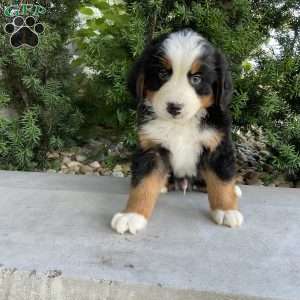 Hudson, Bernese Mountain Dog Puppy