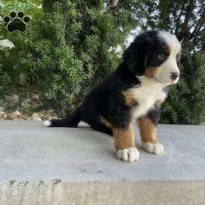 Hudson, Bernese Mountain Dog Puppy