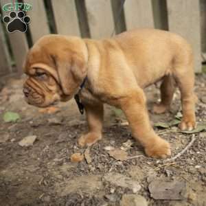 Blue, Dogue De Bordeaux/French Mastiff Puppy